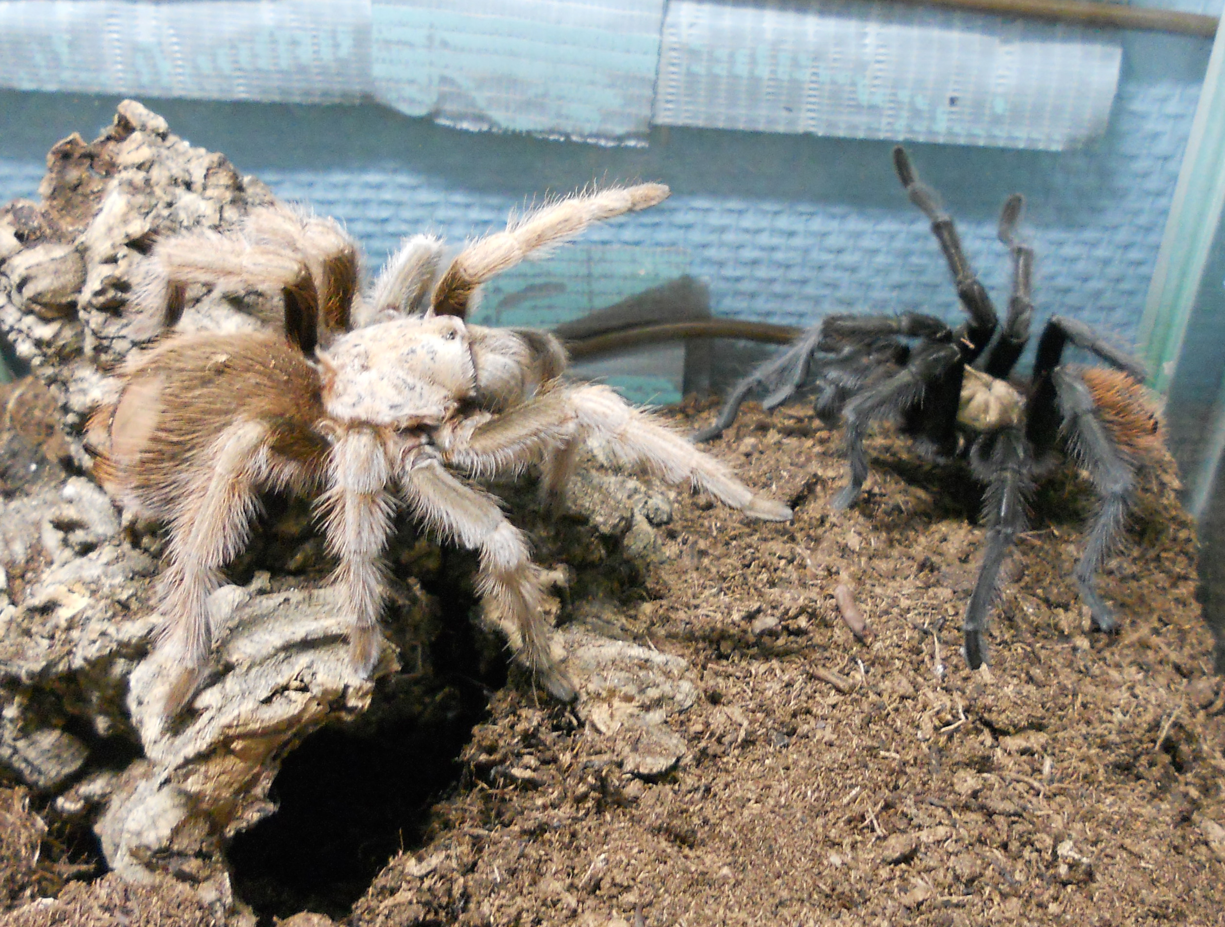 Aphonopelma chalcodes