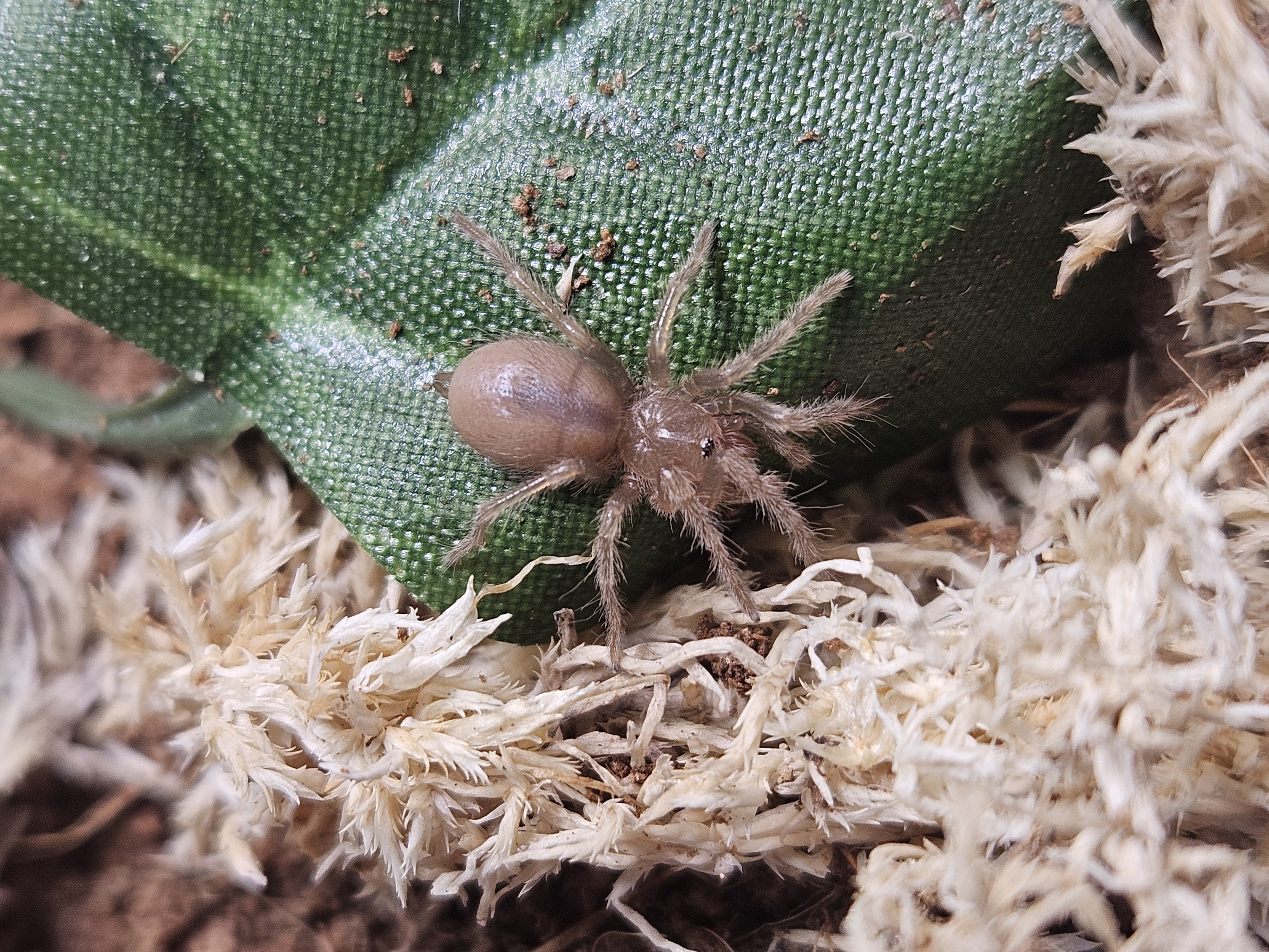 Brachypelma hamorii