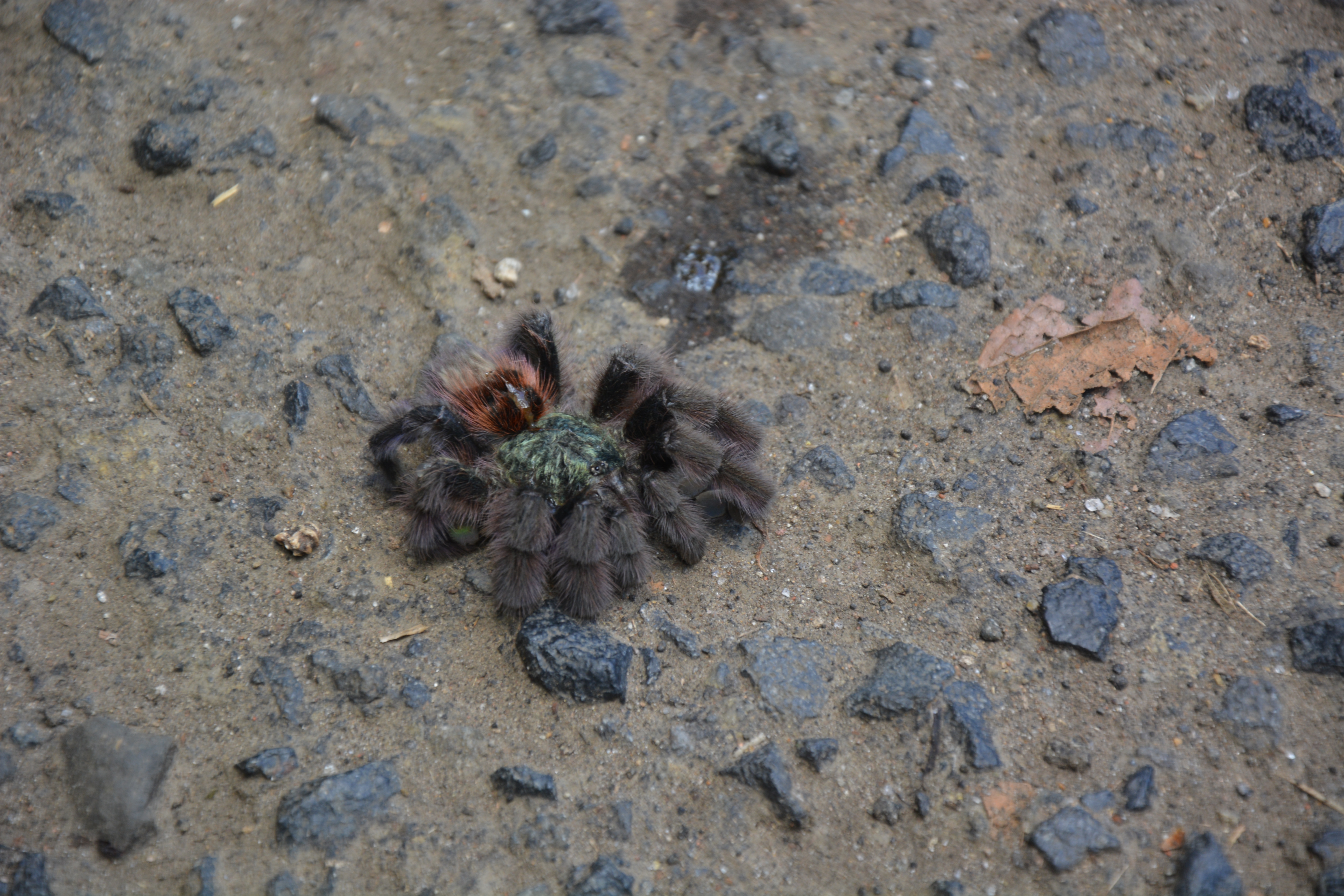 Caribena versicolor