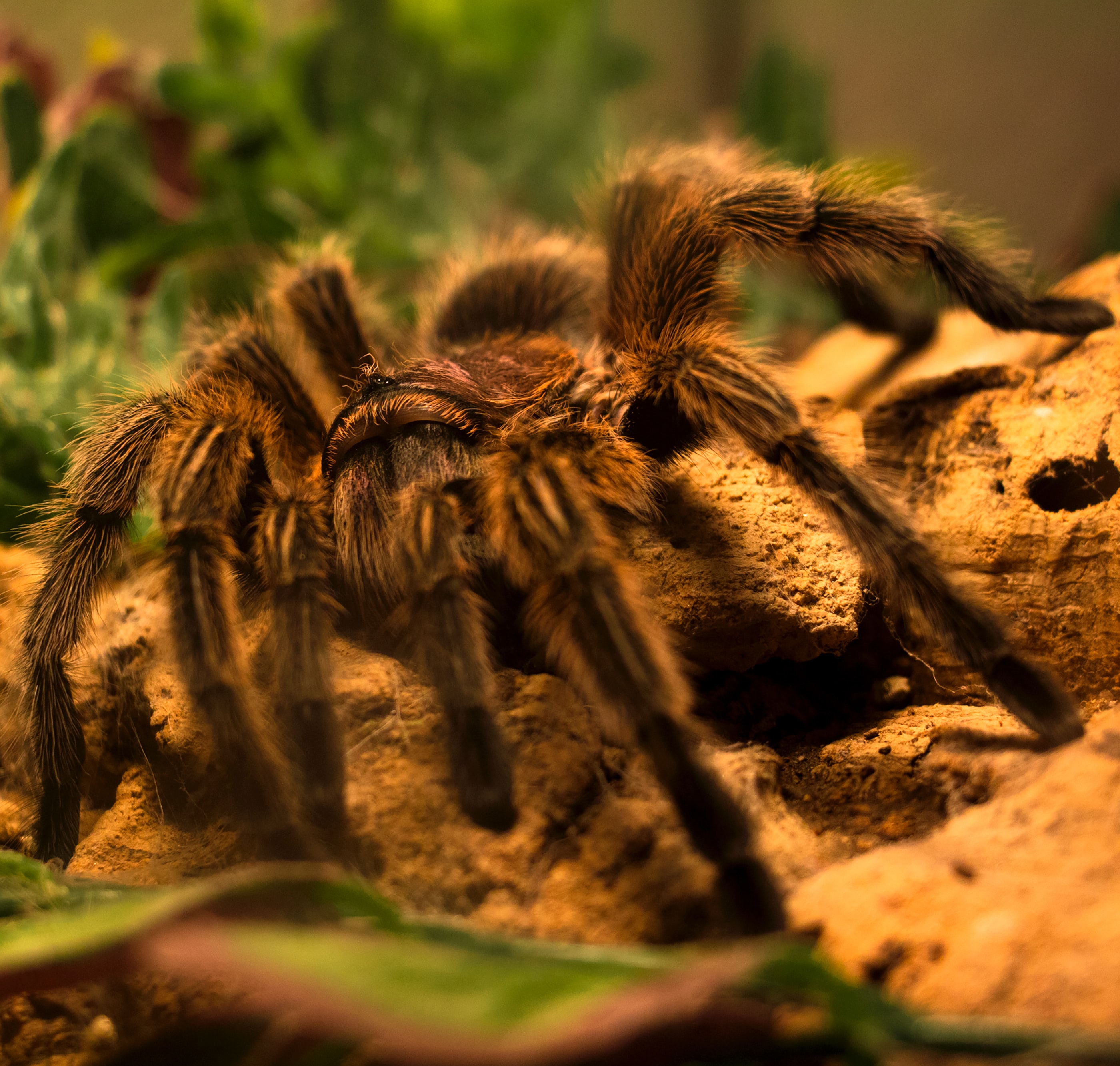 Grammostola rosea