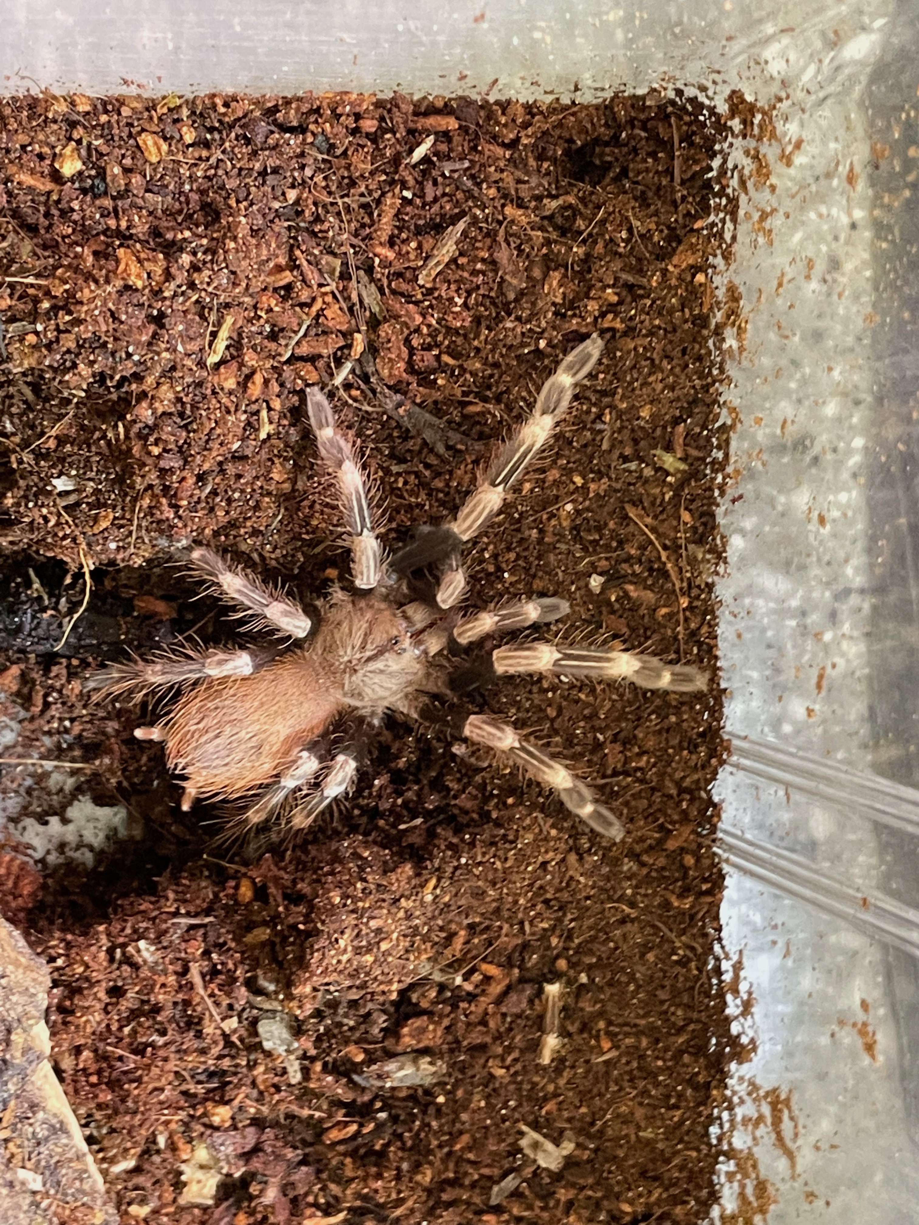 Nhandu chromatus