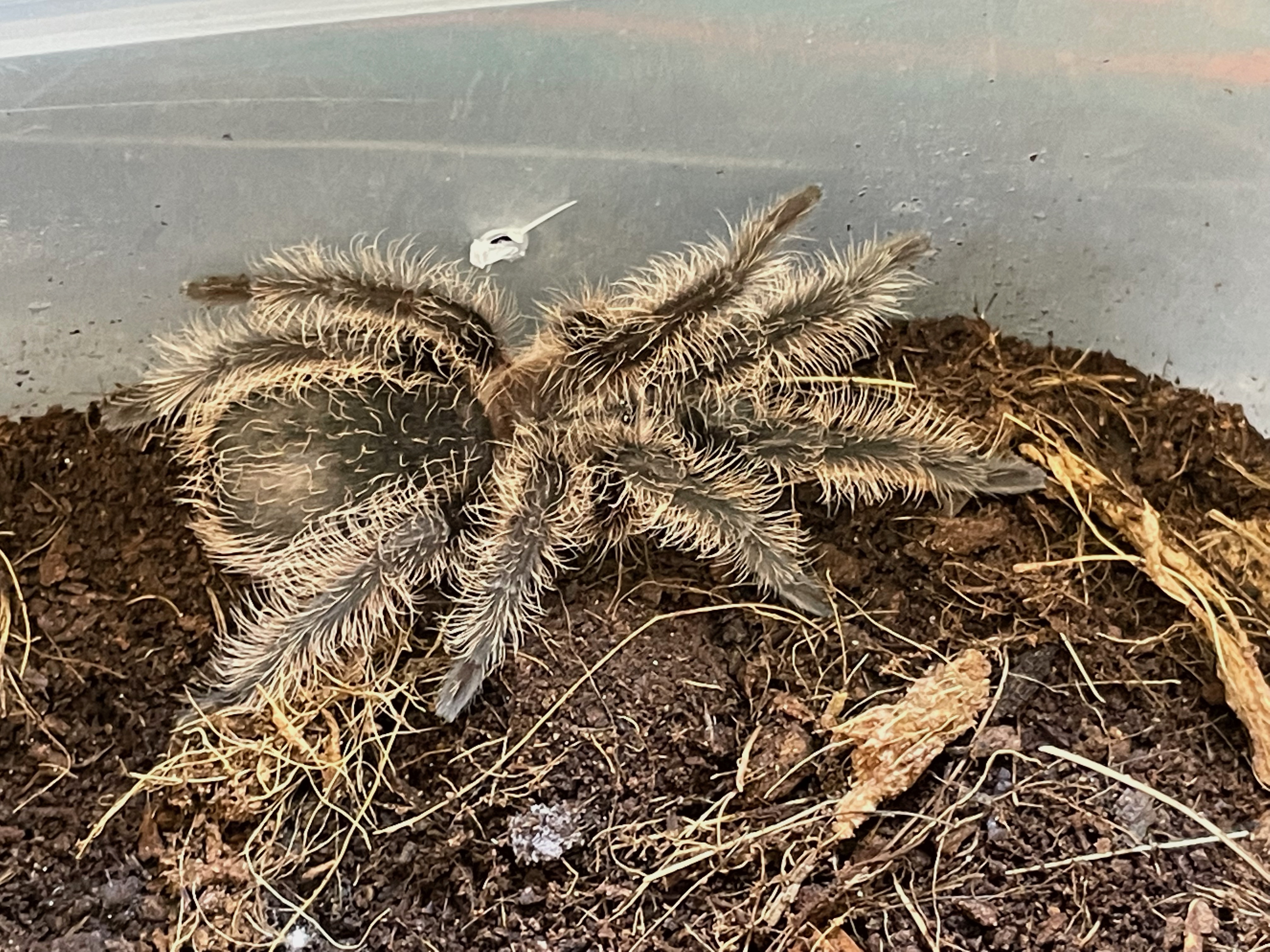 Tliltocatl albopilosus